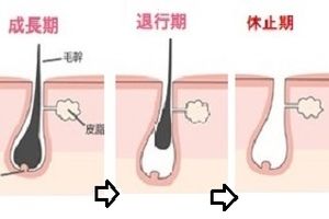 毛周期