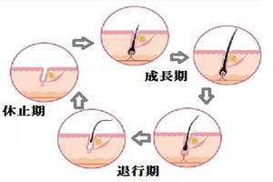 毛周期