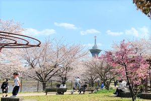 桜満開