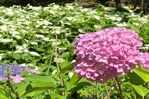 紫陽花とおまじないと6 大阪のエステサロン