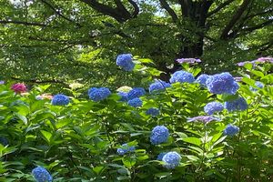 紫陽花とおまじないと6 大阪のエステサロン