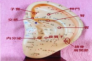 更年期症状軽減の耳ツボ